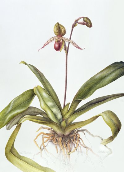 Iris by Margaret Ann Eden